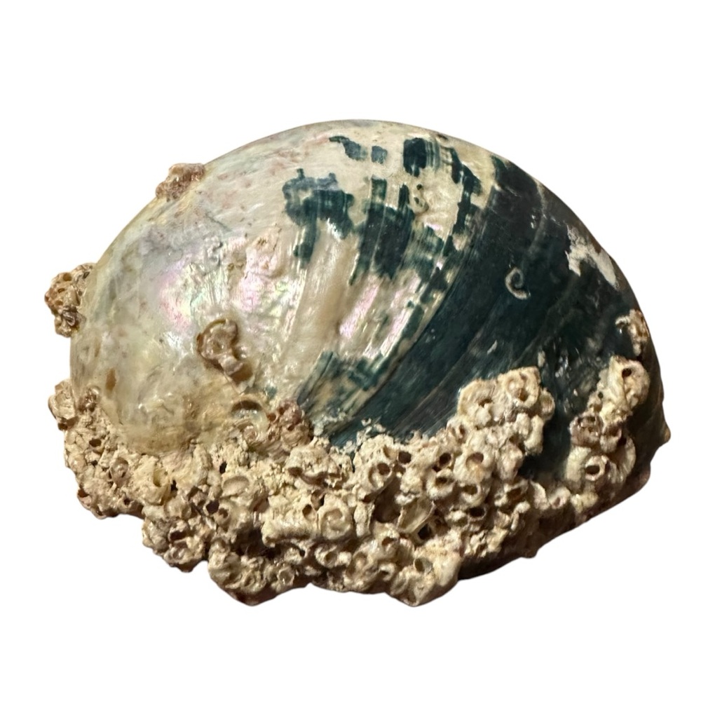 Abalone Sea Shell Beach Nautical Bowl Natural 70s 4.5”x5.5” - Picture 9 of 16